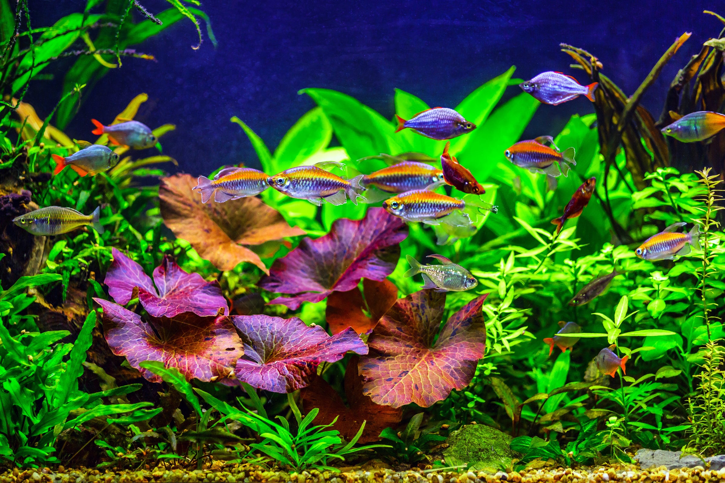 Nutramare Aquariumfutter